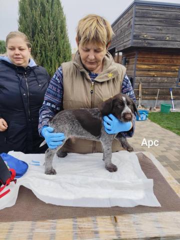 У розпліднику моїх друзів Vom Thortal народились цуценята німецького дратхаара У розпліднику моїх друзів Vom Thortal народились цуценята німецького дратхаара