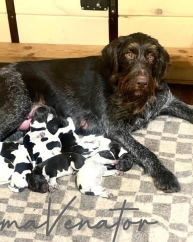 Розплідник Anima Venator пропонує резервування цуценят німецького дратхаара