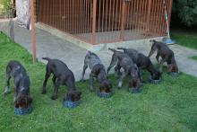 Питомник Anima Venator предлагает прекрасных щенков Дратхаара