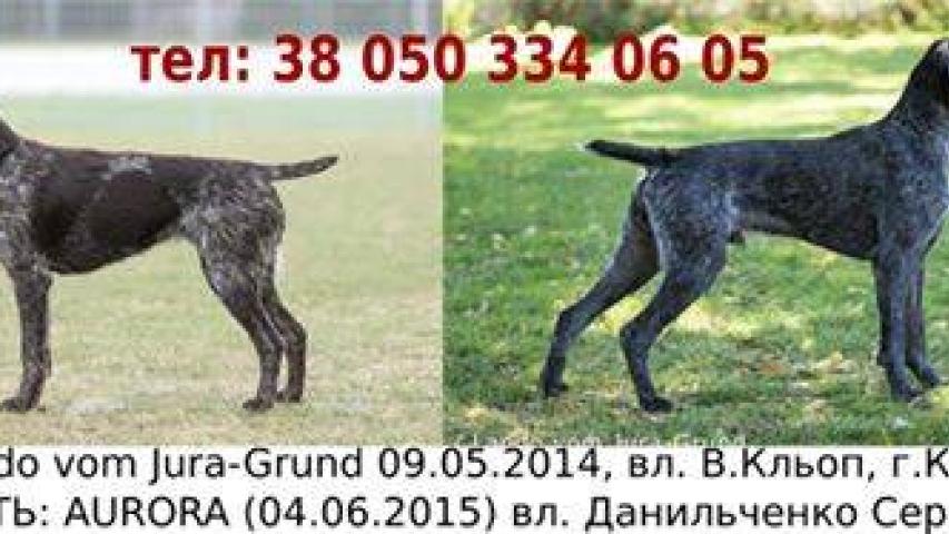 Внимание! В питомнике есть щенки Питомник ANIMA VENATOR