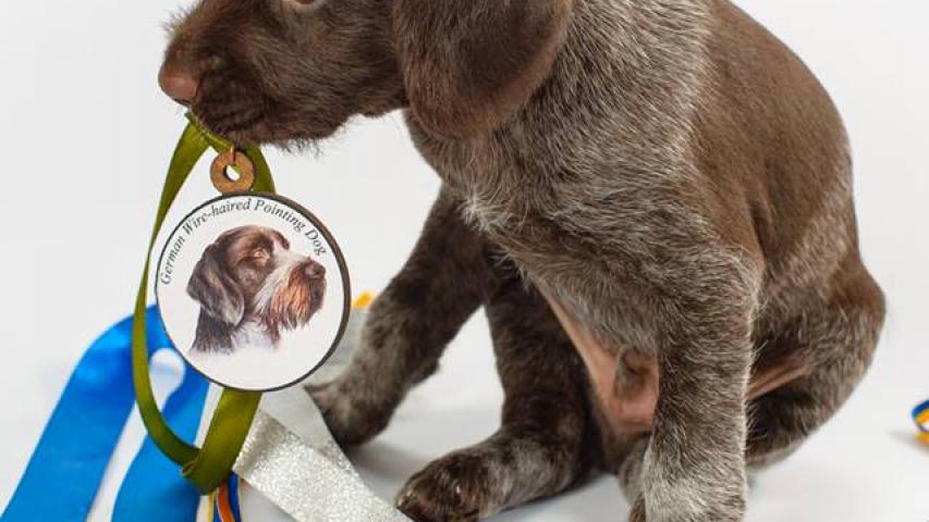 Питомник ANIMA VENATOR - щенкам исполнилось два месяца