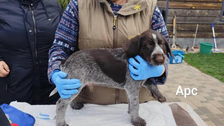 У розпліднику моїх друзів Vom Thortal народились цуценята німецького дратхаара