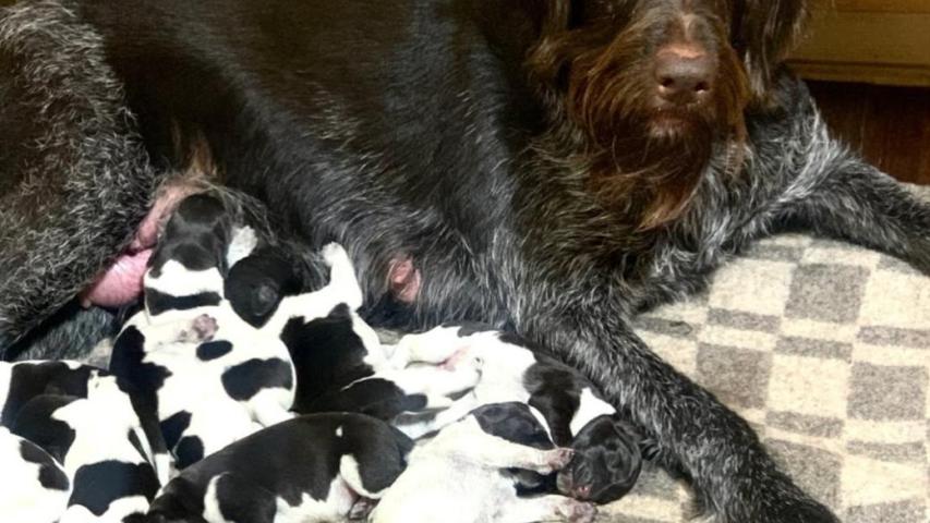 Розплідник Anima Venator пропонує резервування цуценят німецького дратхаара